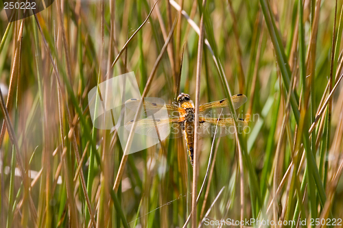 Image of Hidden dragon