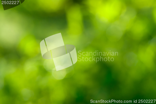 Image of abstract green background with natural bokeh