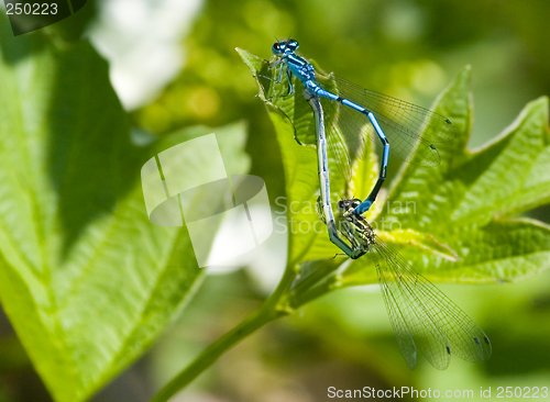 Image of Mating damsellfly