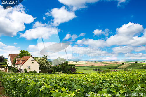 Image of Vineyard landscape, Montagne de Reims, France