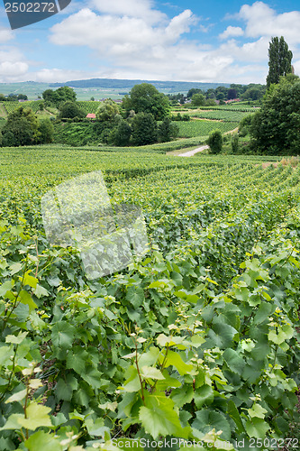 Image of Vineyard landscape, Montagne de Reims, France