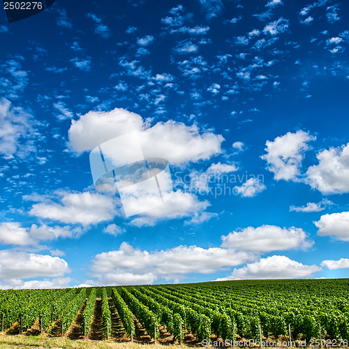 Image of Vineyard landscape, Montagne de Reims, France