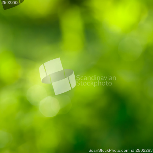 Image of abstract green background with natural bokeh