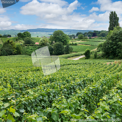 Image of Vineyard landscape, Montagne de Reims, France