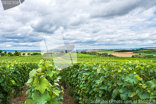 Image of Vineyard landscape, Montagne de Reims, France