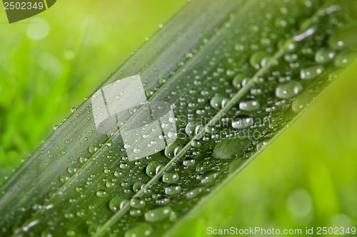 Image of green leaf with water drops on natural sunny background