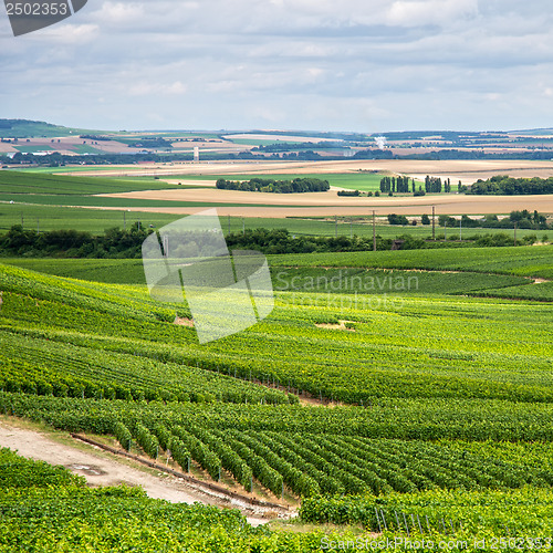 Image of Vineyard landscape, Montagne de Reims, France