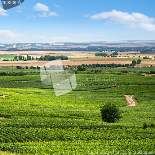 Image of Vineyard landscape, Montagne de Reims, France