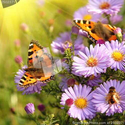 Image of butterfly on flowers