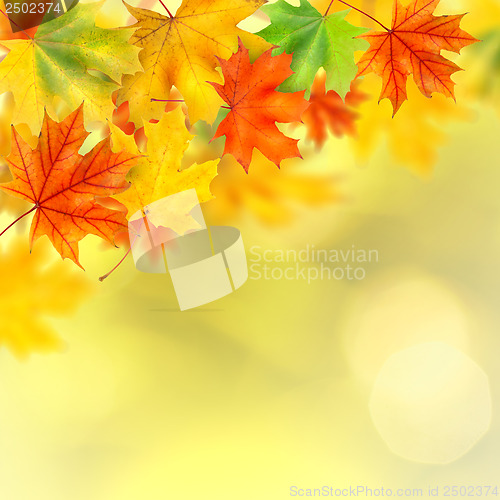 Image of backround with autumn leaves