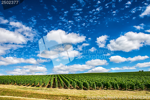 Image of Vineyard landscape, Montagne de Reims, France