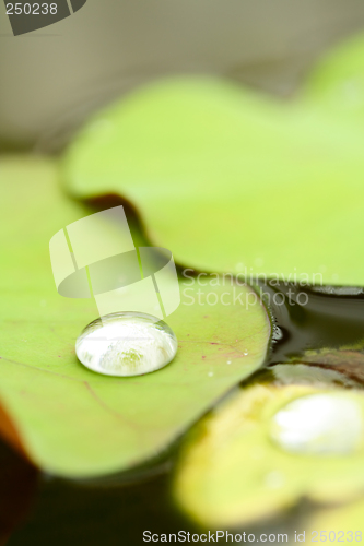 Image of Water drop