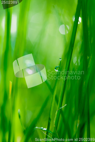 Image of drop on grass and green background with natural bokeh, soft focu