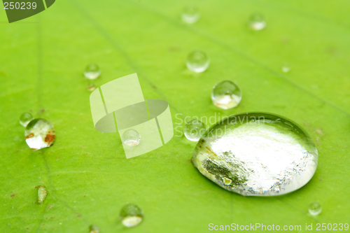 Image of Water drops