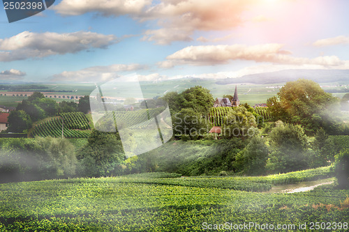 Image of Sunrise on vineyard , Montagne de Reims, France