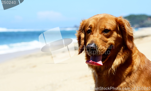 Image of Dog on the beach