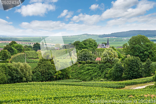 Image of Vineyard landscape, Montagne de Reims, France