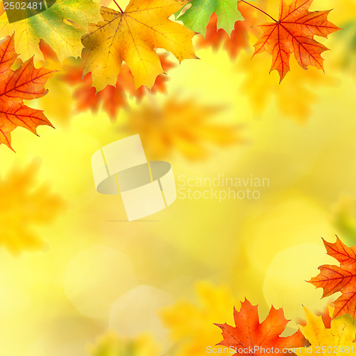 Image of backround with autumn leaves