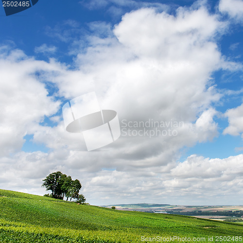 Image of Lonely tree on vineyard landscape