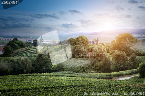 Image of Sunrise on vineyard , Montagne de Reims, France