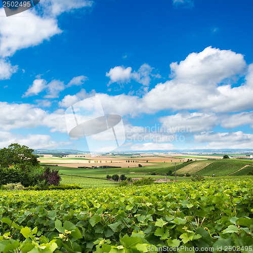 Image of Vineyard landscape, Montagne de Reims, France