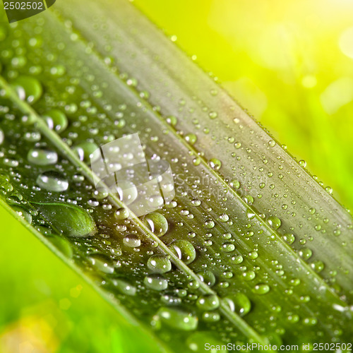 Image of green leaf with water drops on natural sunny background