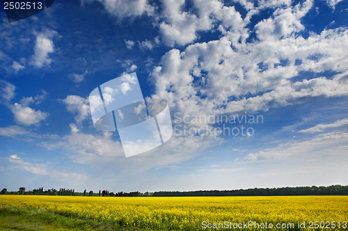 Image of sunflower field over blue sky