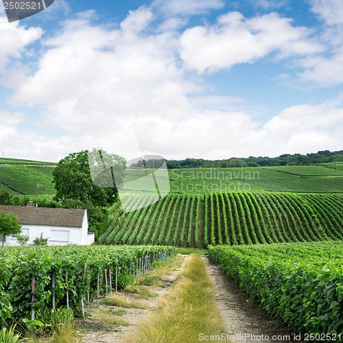 Image of Vineyard landscape, Montagne de Reims, France