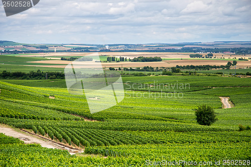 Image of Vineyard landscape, Montagne de Reims, France