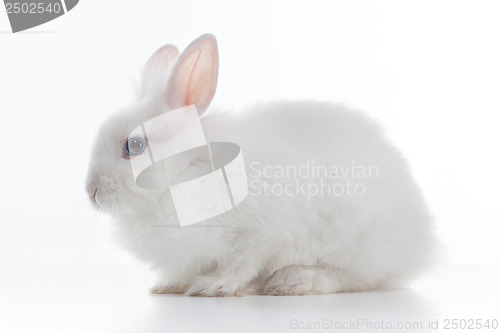 Image of White rabbit isolated on white background