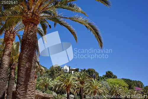 Image of Green palm tree in Park Guell, Barcelona, Spain
