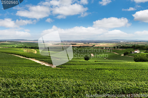 Image of Vineyard landscape, Montagne de Reims, France