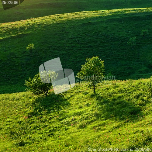 Image of Green meadow and trees