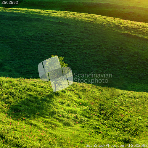 Image of Green meadow and tree