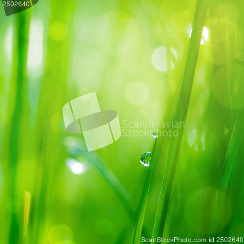 Image of drop on grass and green background with natural bokeh, soft focu