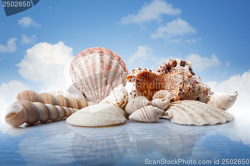 Image of sea shells in water against blue sky