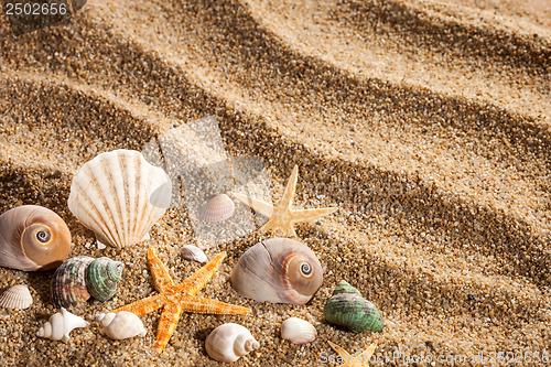 Image of Sea shells on the sand