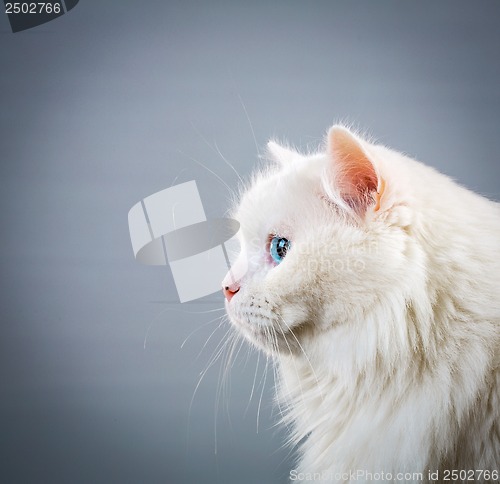 Image of white cat