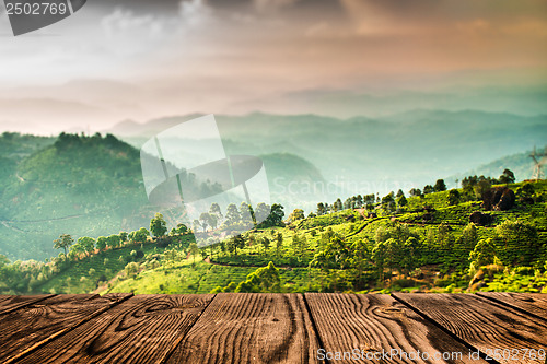 Image of Tea plantations in India (tilt shift lens)