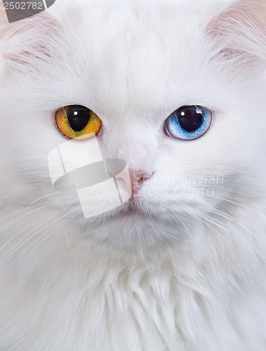 Image of varicoloured eyes white cat