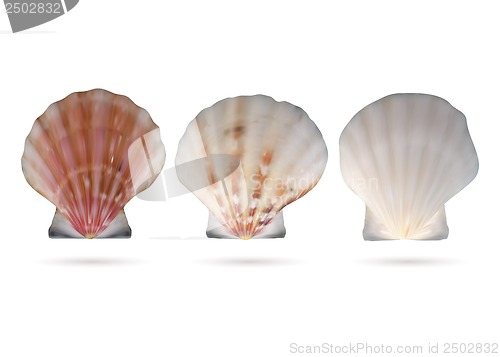 Image of Scallop seashells