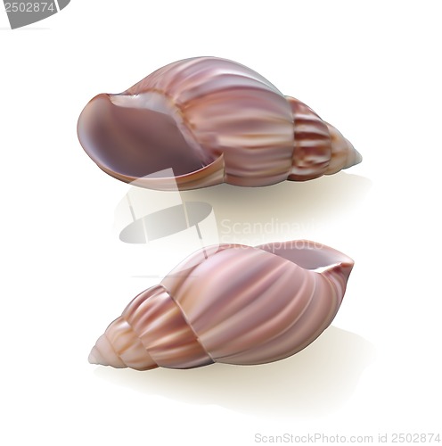 Image of Seashells