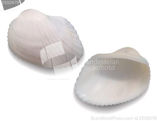 Image of Seashells