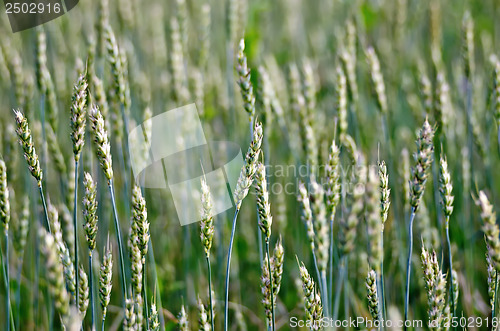 Image of Ears of wheat green on the field