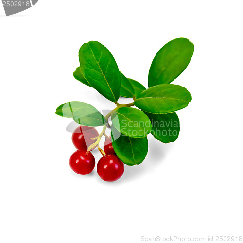 Image of Lingonberry with leaves