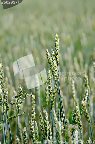 Image of Ears of wheat green