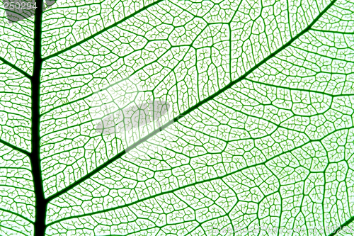 Image of leaf texture