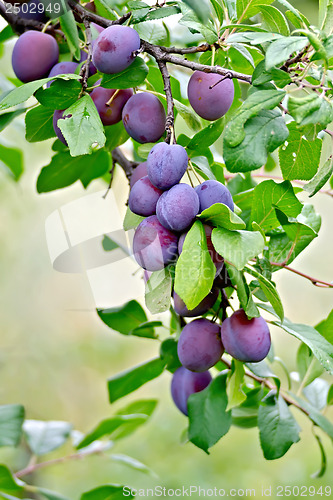 Image of Plums purple on a branch