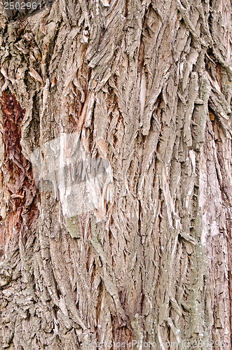 Image of Bark old willow