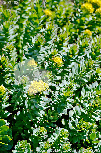 Image of Rhodiola rosea is blooming